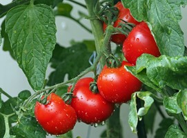Δεν υπάρχει νερό στον θεσσαλικό κάμπο για ντομάτες και βαμβάκι